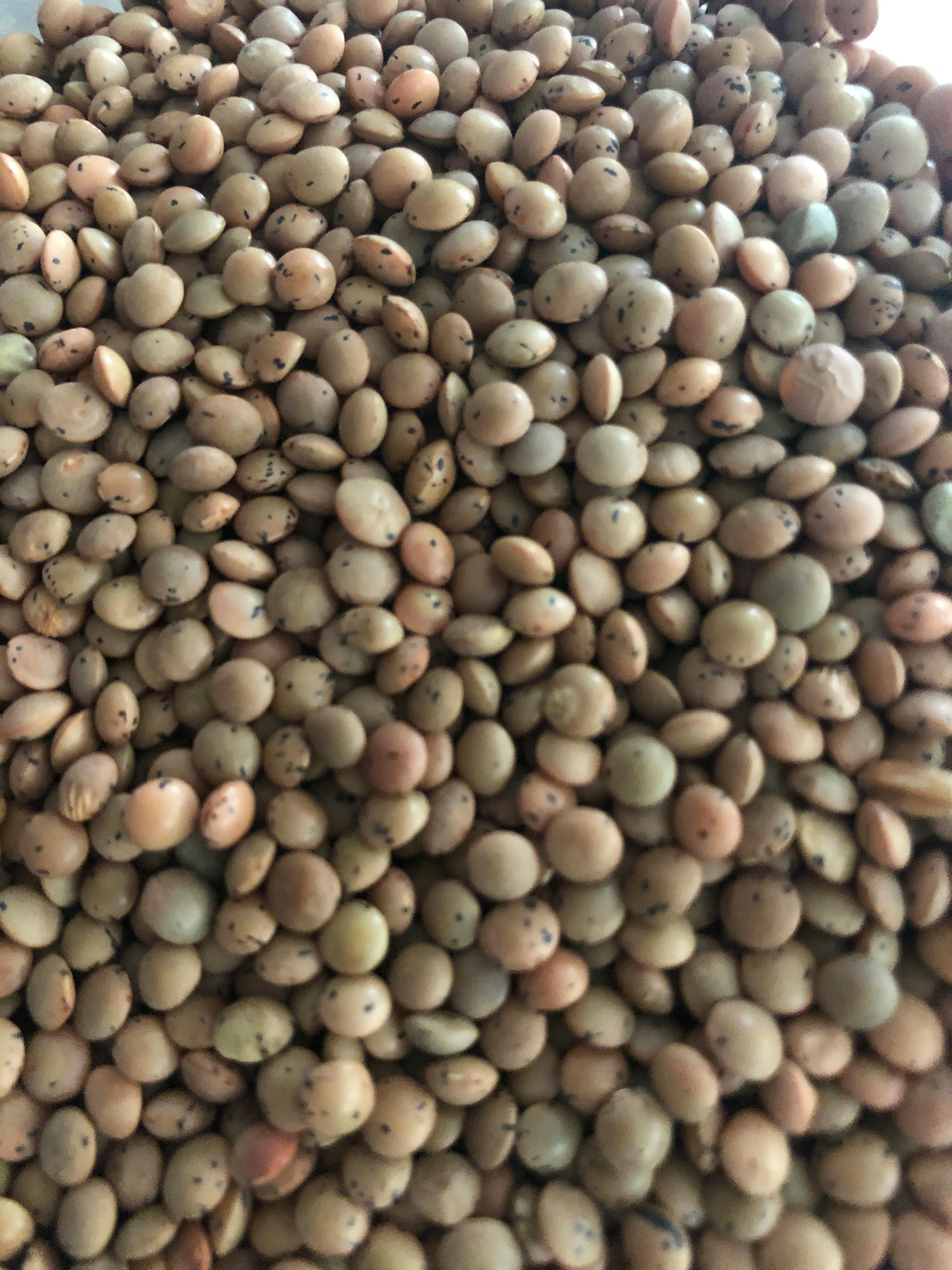 un tas de lentilles brunes avec des graines noires